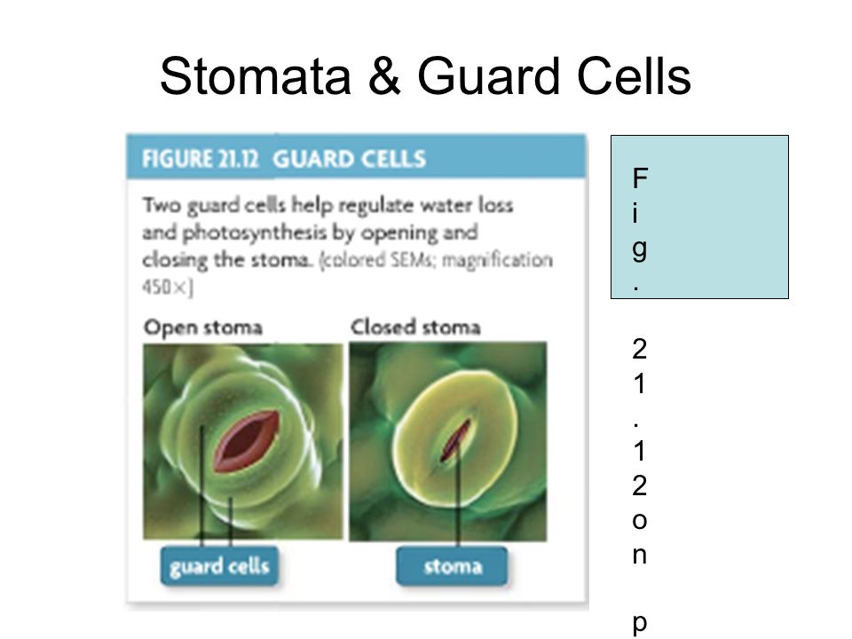 Stomata & Guard Cells Fig on pg. 652Fig on pg. 652