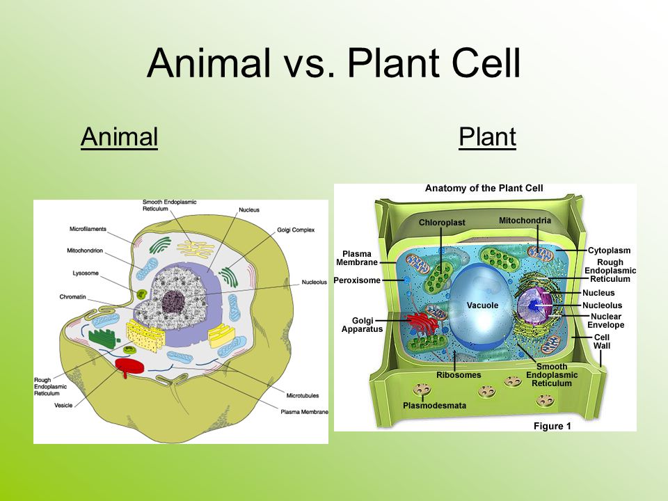 Animal and Plant Cells. Animal vs. Plant Cell AnimalPlant. - ppt download