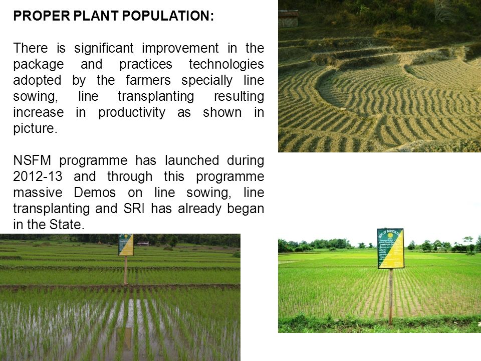 PROPER PLANT POPULATION: There is significant improvement in the package and practices technologies adopted by the farmers specially line sowing, line transplanting resulting increase in productivity as shown in picture.