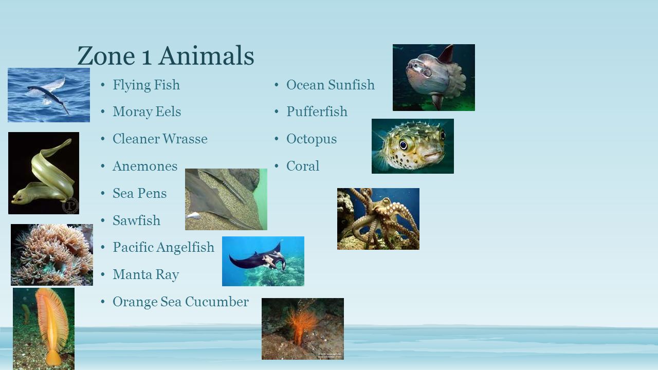 Ocean Habitats. 4 Zones of the Ocean Sunlight Zone Twilight Zone Midnight  Zone Ocean Floor. - ppt download