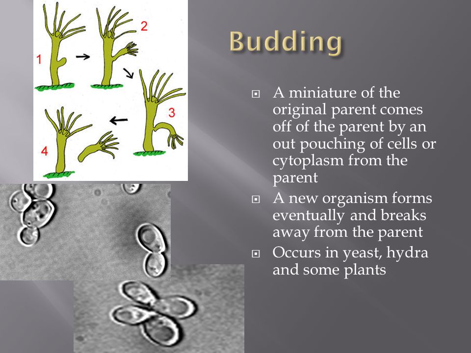    and Catherine Fox    A miniature of the original parent comes off of the parent by an out pouching of cells or cytoplasm from the parent  A new organism forms eventually and breaks away from the parent  Occurs in yeast, hydra and some plants