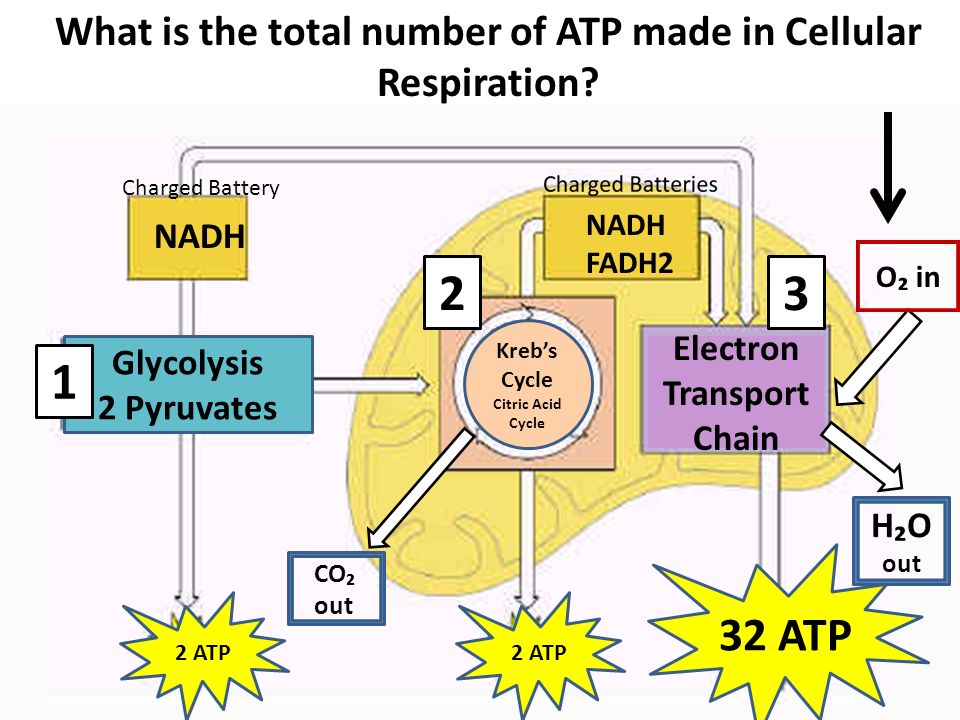 cellular respiration how many atp produced