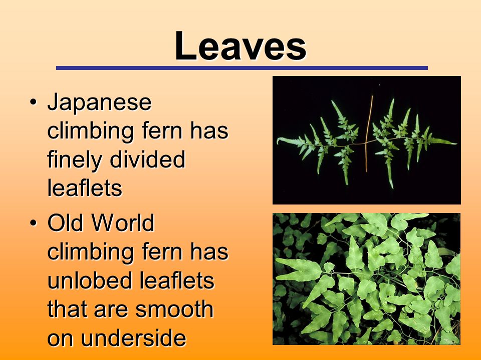 Leaves Japanese climbing fern has finely divided leafletsJapanese climbing fern has finely divided leaflets Old World climbing fern has unlobed leaflets that are smooth on undersideOld World climbing fern has unlobed leaflets that are smooth on underside