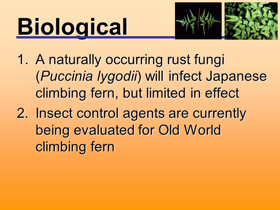 Biological 1.A naturally occurring rust fungi (Puccinia lygodii) will infect Japanese climbing fern, but limited in effect 2.Insect control agents are currently being evaluated for Old World climbing fern