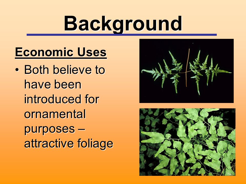 Background Economic Uses Both believe to have been introduced for ornamental purposes – attractive foliageBoth believe to have been introduced for ornamental purposes – attractive foliage
