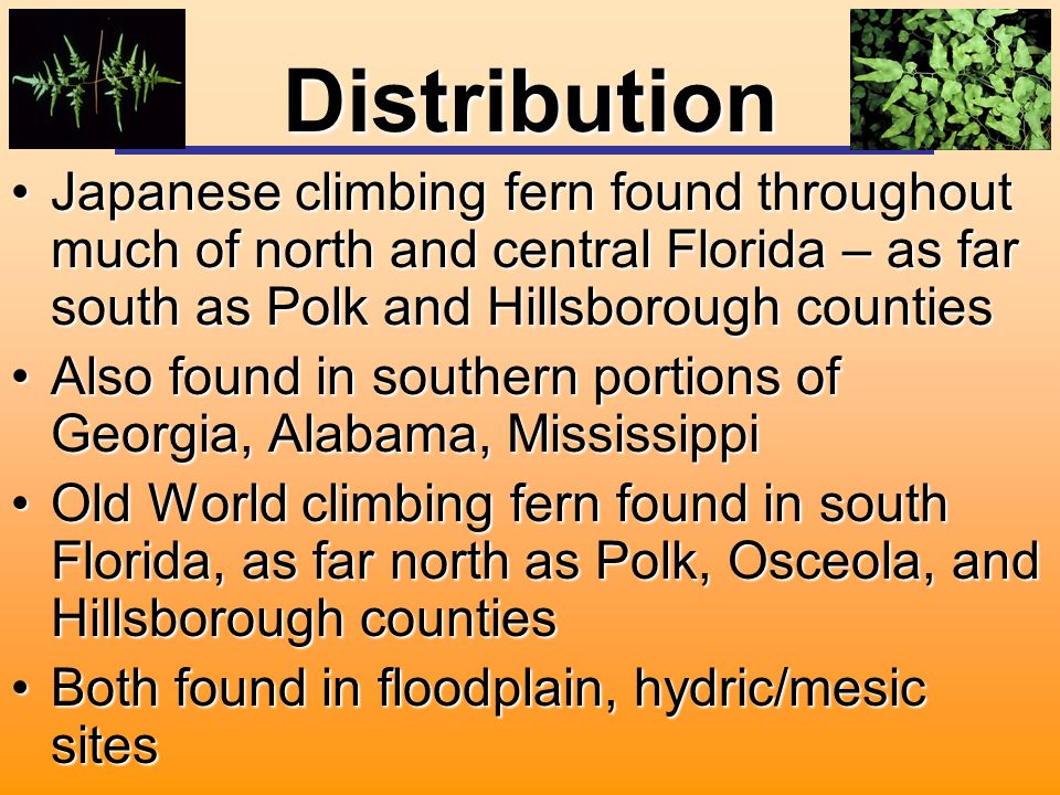 Distribution Japanese climbing fern found throughout much of north and central Florida – as far south as Polk and Hillsborough countiesJapanese climbing fern found throughout much of north and central Florida – as far south as Polk and Hillsborough counties Also found in southern portions of Georgia, Alabama, MississippiAlso found in southern portions of Georgia, Alabama, Mississippi Old World climbing fern found in south Florida, as far north as Polk, Osceola, and Hillsborough countiesOld World climbing fern found in south Florida, as far north as Polk, Osceola, and Hillsborough counties Both found in floodplain, hydric/mesic sitesBoth found in floodplain, hydric/mesic sites