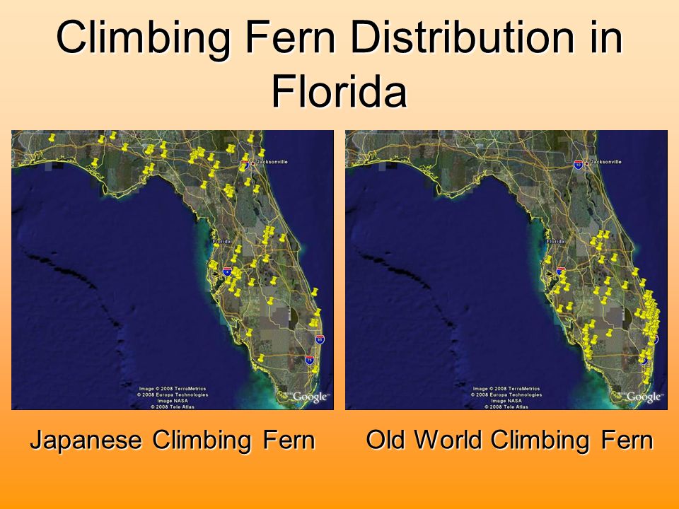 Climbing Fern Distribution in Florida Japanese Climbing Fern Old World Climbing Fern
