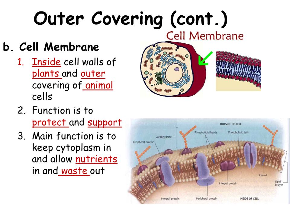 Cells: Part 2 Structure and Function Moss Cells Blood Cell Cheek Cells  Onion Cells. - ppt download