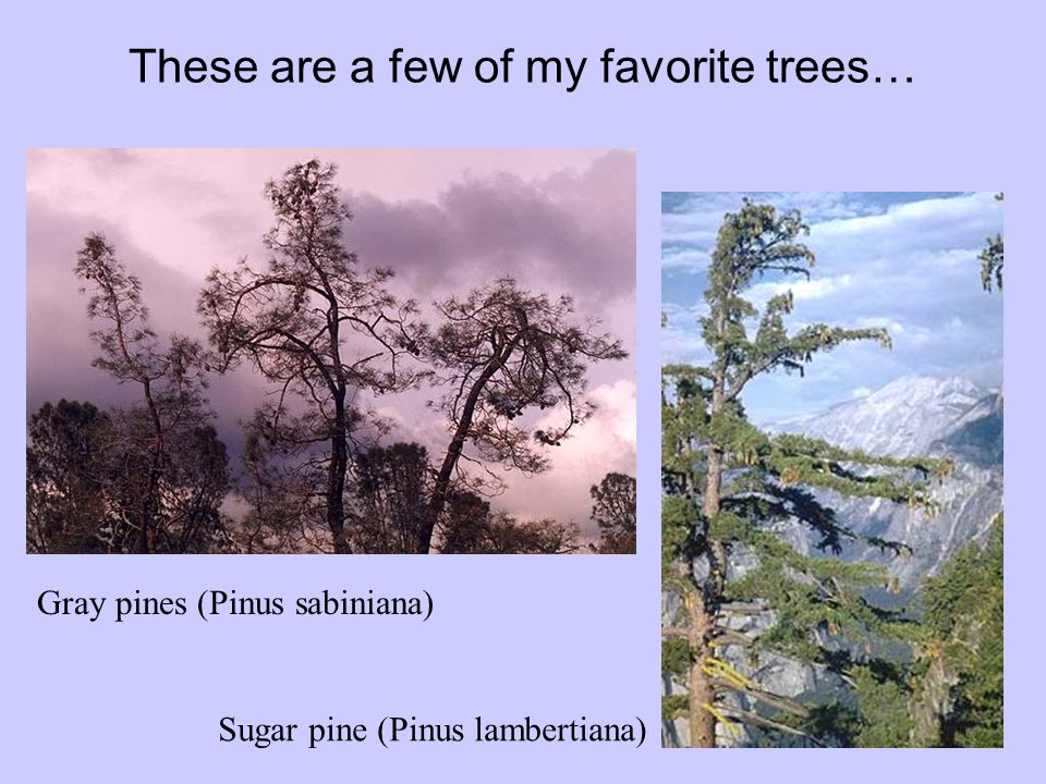 These are a few of my favorite trees… Gray pines (Pinus sabiniana) Sugar pine (Pinus lambertiana)