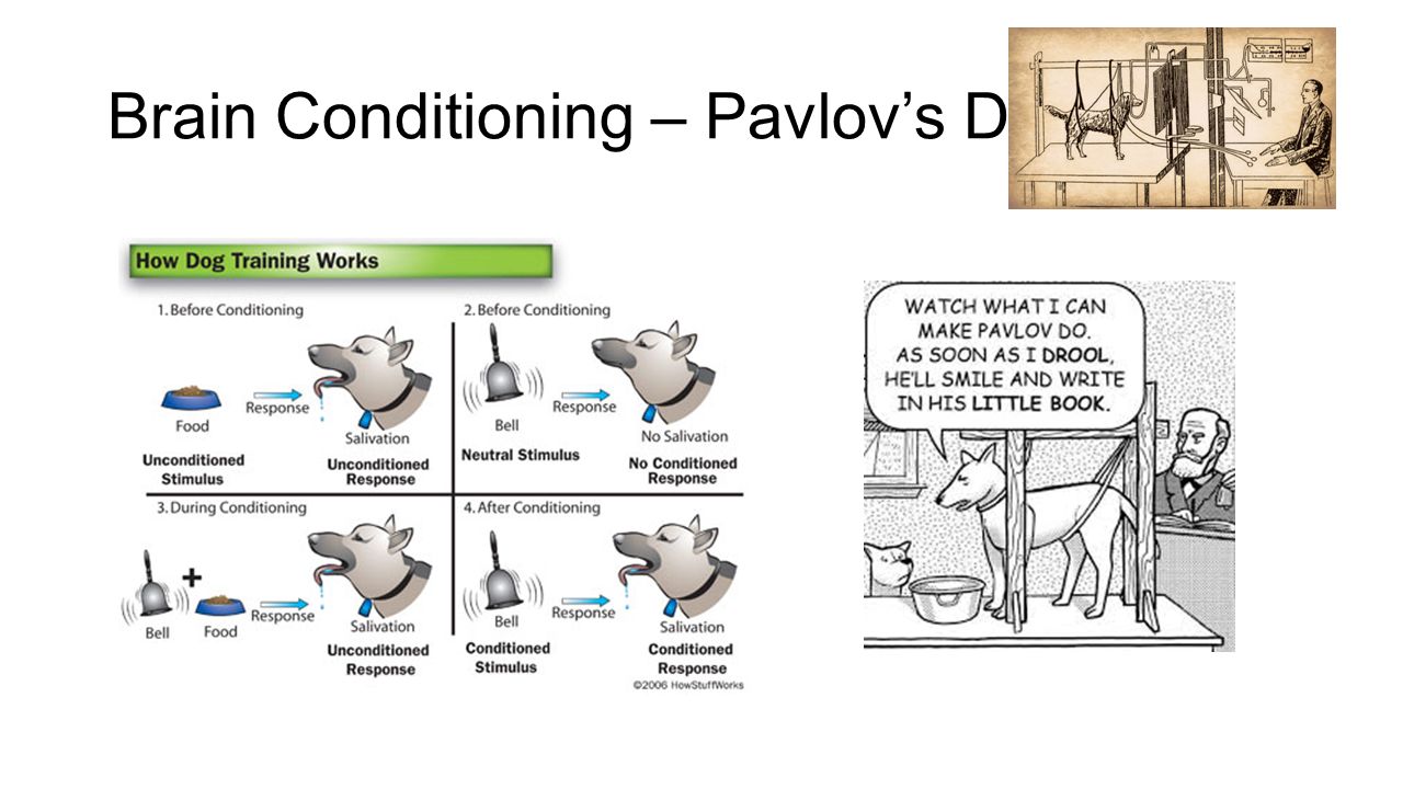 Brain Conditioning – Pavlov’s Dog