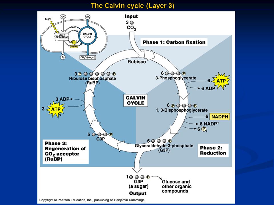 The Calvin cycle (Layer 3)