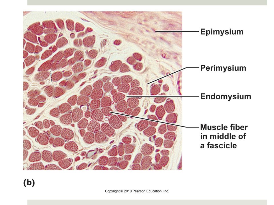 Warm Up 1 Based On What You Know About Latin Root Words What Do You Think These Terms Refer To Sarcomere Sarcoplasm Myofibril Epimysium Perimysium Ppt Download