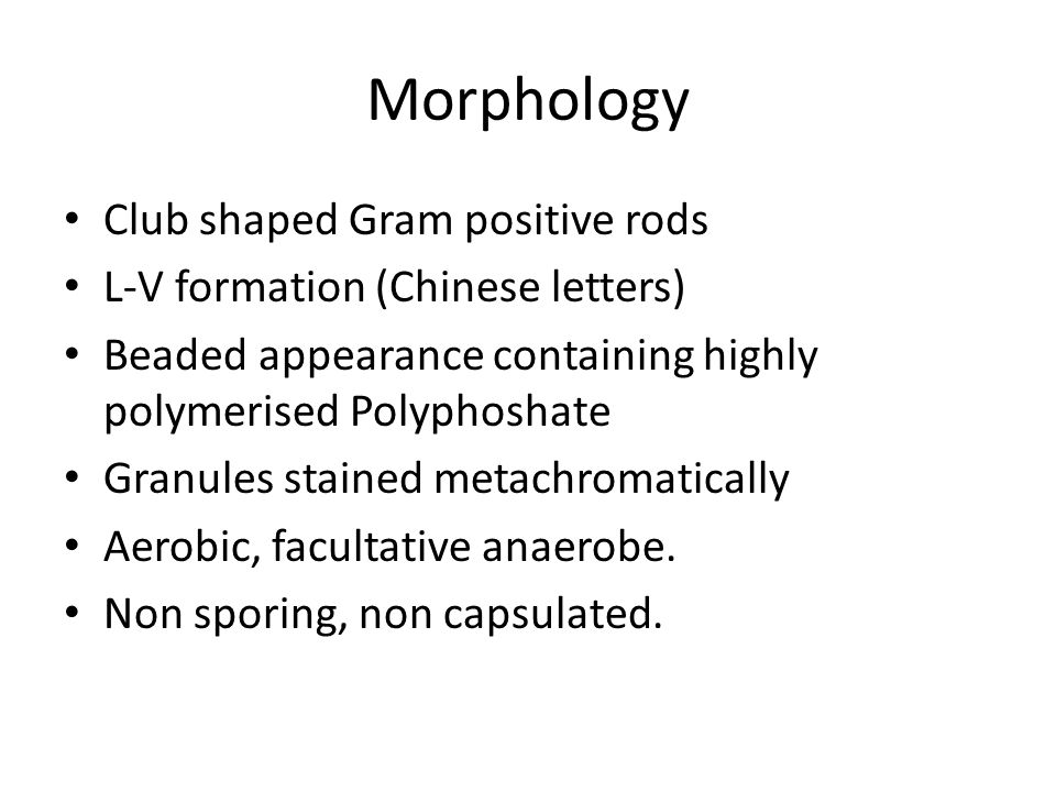 corynebacterium xerosis morphology