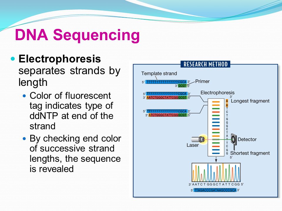 Electrophoresis separates strands by length Color of fluorescent tag indicates type of ddNTP at end of the strand By checking end color of successive strand lengths, the sequence is revealed DNA Sequencing