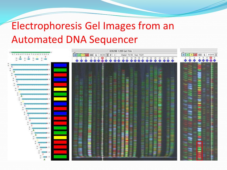 Electrophoresis Gel Images from an Automated DNA Sequencer