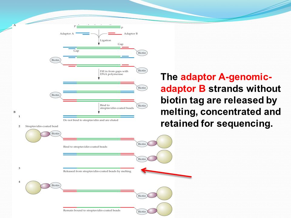 The adaptor A-genomic- adaptor B strands without biotin tag are released by melting, concentrated and retained for sequencing.