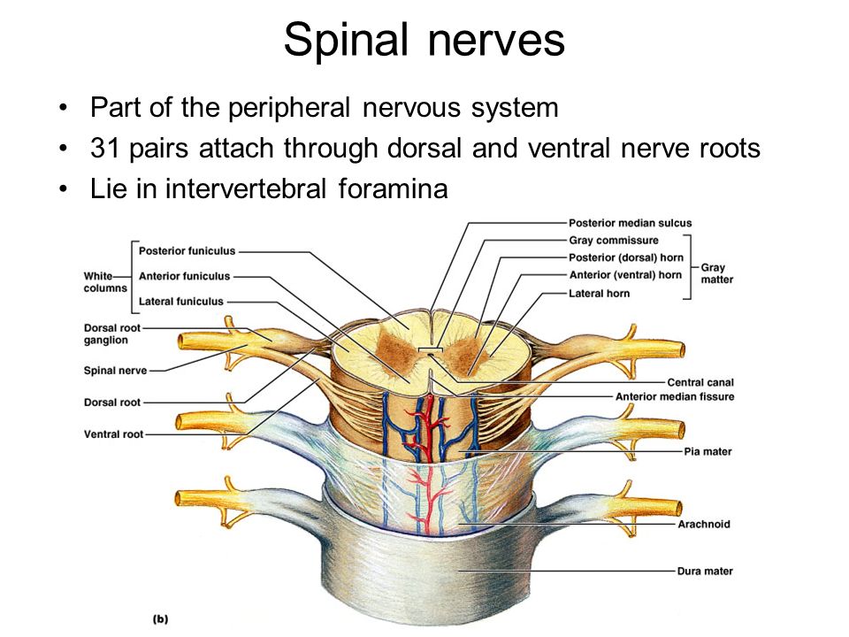 Spinal nerves Part of the peripheral nervous system 31 pairs attach through...