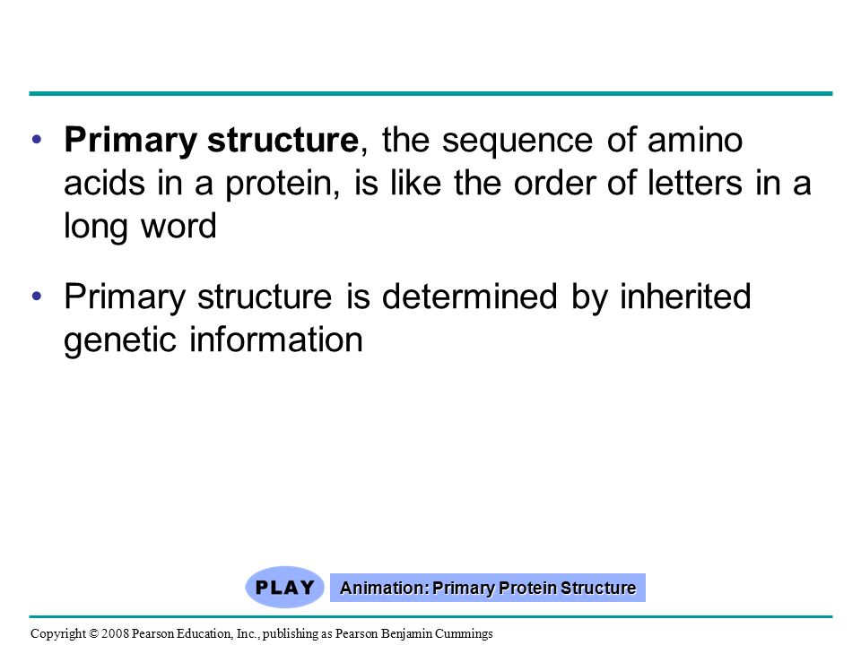 Primary structure, the sequence of amino acids in a protein, is like the order of letters in a long word Primary structure is determined by inherited genetic information Animation: Primary Protein Structure Animation: Primary Protein Structure Copyright © 2008 Pearson Education, Inc., publishing as Pearson Benjamin Cummings