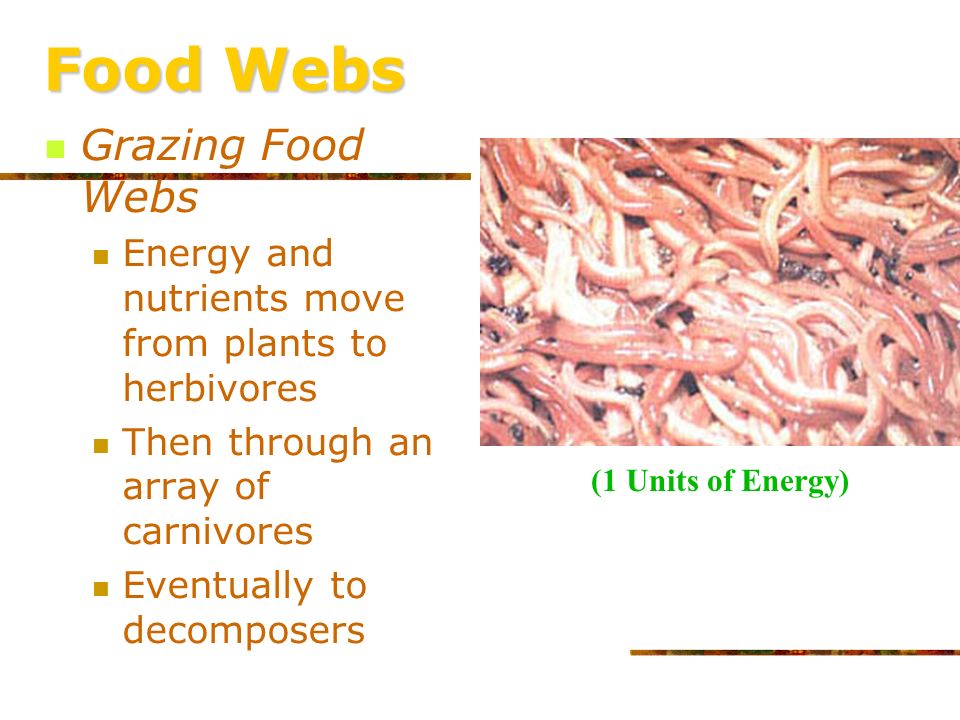 Food Webs Grazing Food Webs Energy and nutrients move from plants to herbivores Then through an array of carnivores Eventually to decomposers (100 Units of Energy)
