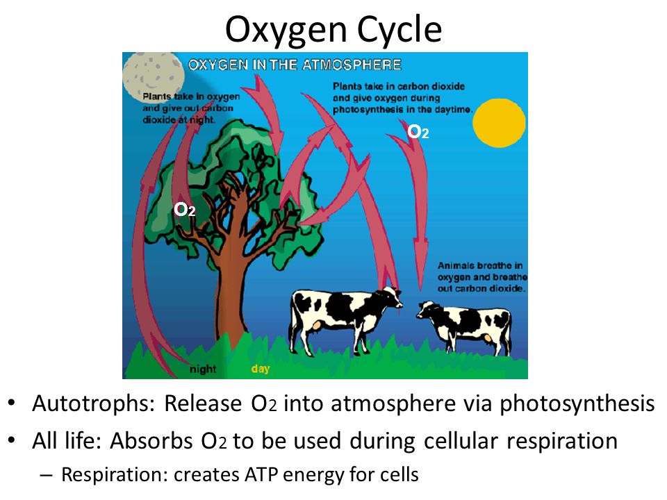 Biogeochemical Cycles Defined: Movement of water through the atmosphere 75%  of the earth is water 99% of water undrinkable (salty & frozen) Water  recycles. - ppt download
