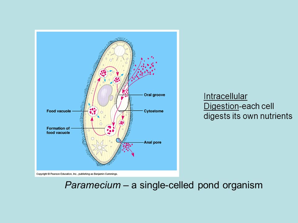paramecium circulatory system