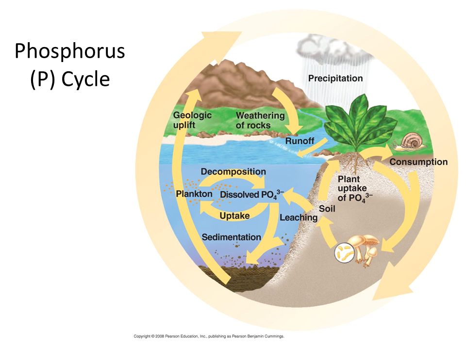 Phosphorus (P) Cycle