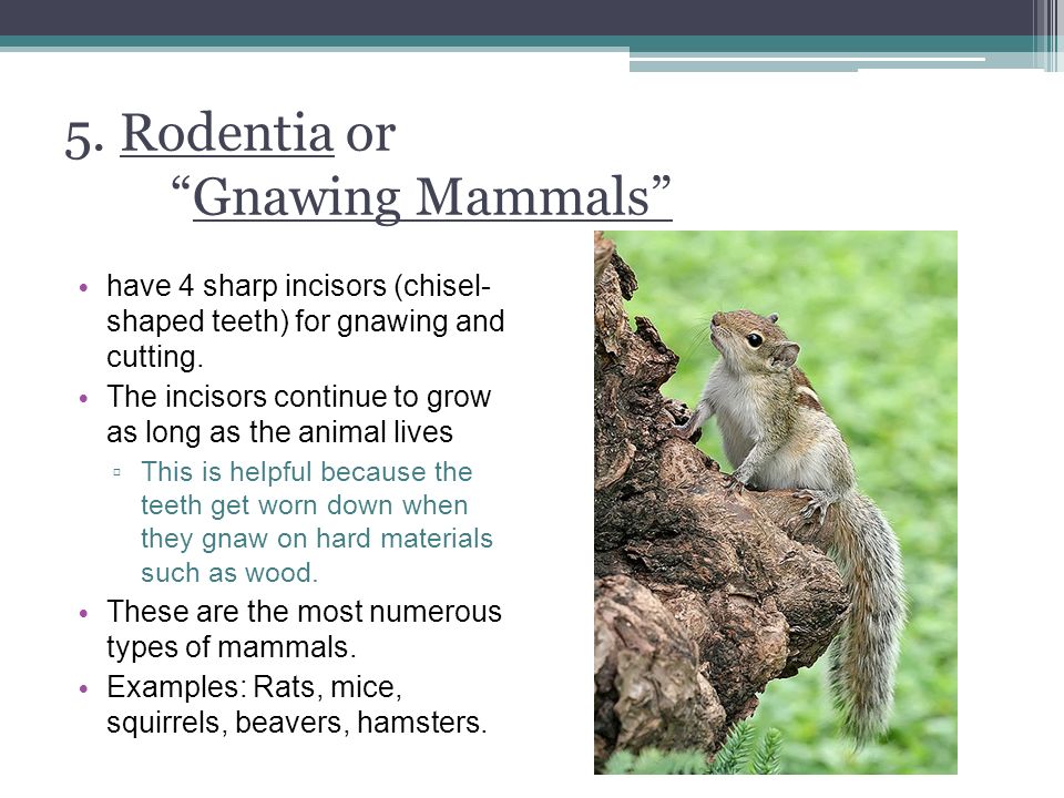 MAMMALS. There are over 4000 species of mammals. A mammal is a warm-blooded  vertebrate that has hair or fur and feeds milk to their young through  mammary. - ppt download