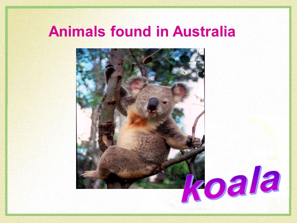 Animals found in Australia Area: million sq km Population:  million  Capital: Canberra Official language: English Currency: Australian. - ppt  download