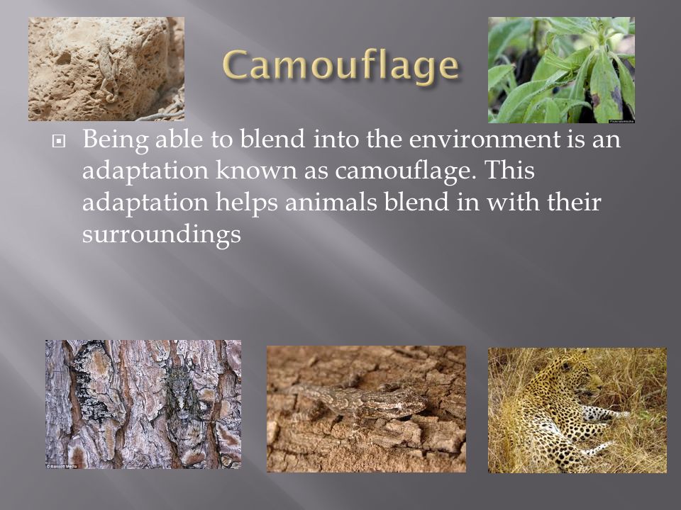 Being able to blend into the environment is an adaptation known as  camouflage. This adaptation helps animals blend in with their surroundings.  - ppt download