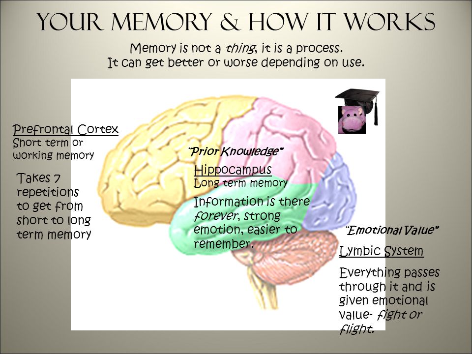 Your memory & How it Works Prefrontal Cortex Short term or working memory Hippocampus Long term memory Lymbic System Everything passes through it and is given emotional value- fight or flight.