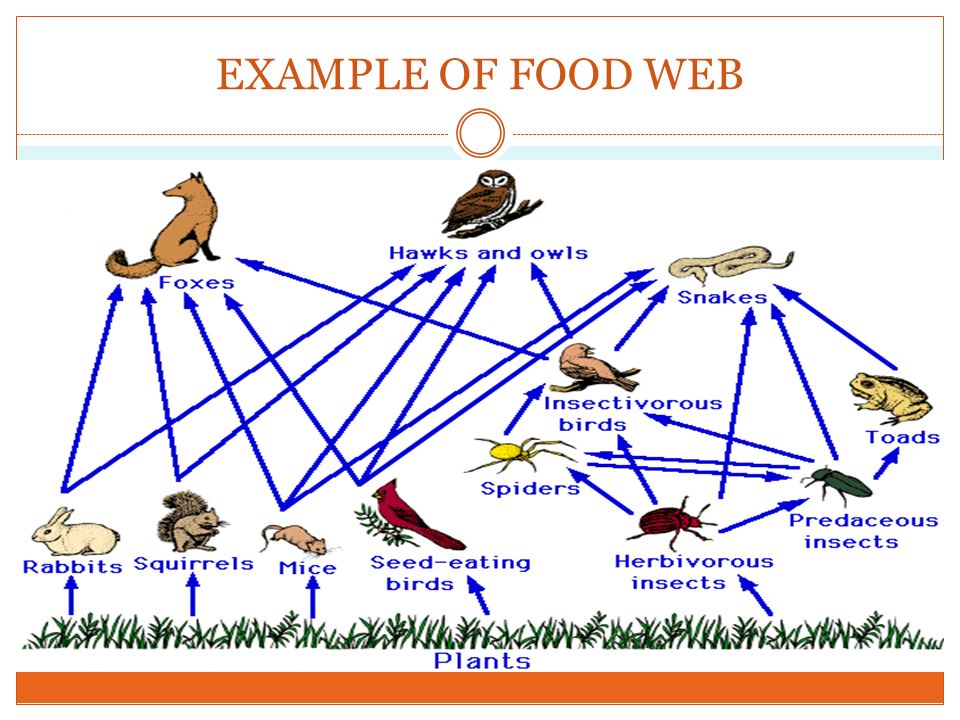 Пищевая сеть примеры