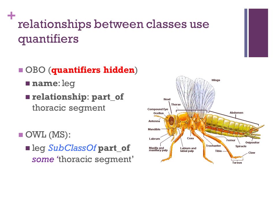 + relationships between classes use quantifiers OBO (quantifiers hidden) name: leg relationship: part_of thoracic segment OWL (MS): leg SubClassOf part_of some ‘thoracic segment’