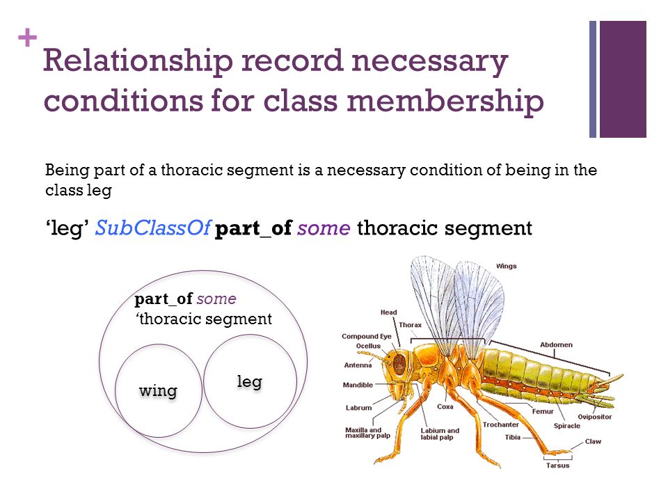 + Relationship record necessary conditions for class membership leg part_of some ‘thoracic segment wing ‘leg’ SubClassOf part_of some thoracic segment Being part of a thoracic segment is a necessary condition of being in the class leg