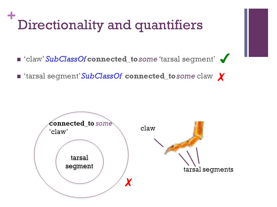 + Directionality and quantifiers ‘claw’ SubClassOf connected_to some ‘tarsal segment’ ‘tarsal segment’ SubClassOf connected_to some claw claw tarsal segments ✔ ✗ connected_to some ‘claw’ tarsal segment ✗