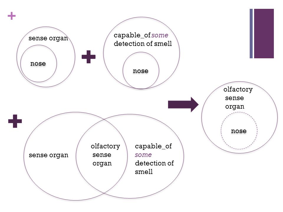 + sense organ capable_of some detection of smell olfactory sense organ nose sense organ nose capable_of some detection of smell olfactory sense organ nose
