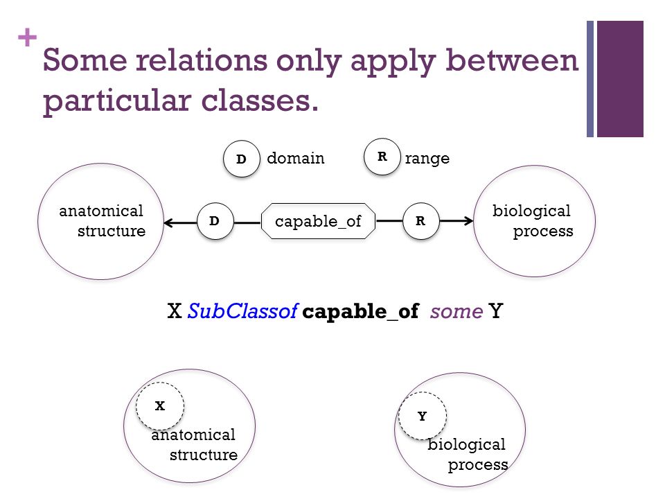 + Some relations only apply between particular classes.