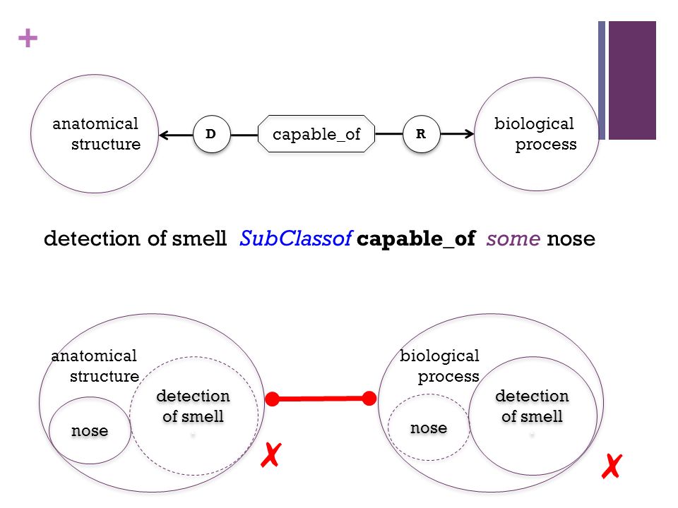 + detection of smell ‘ detection of smell ‘ anatomical structure detection of smell ‘ detection of smell ‘ biological process ✗ nose ✗ detection of smell SubClassof capable_of some nose anatomical structure biological process capable_of R R D D