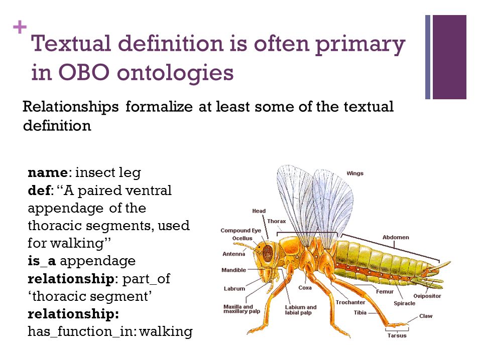 + Textual definition is often primary in OBO ontologies name: insect leg def: A paired ventral appendage of the thoracic segments, used for walking is_a appendage relationship: part_of ‘thoracic segment’ relationship: has_function_in: walking Relationships formalize at least some of the textual definition