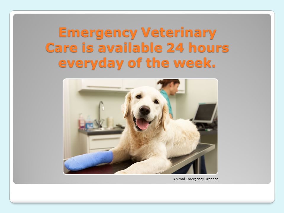 Emergency Veterinary Care is available 24 hours everyday of the week. Animal Emergency Brandon