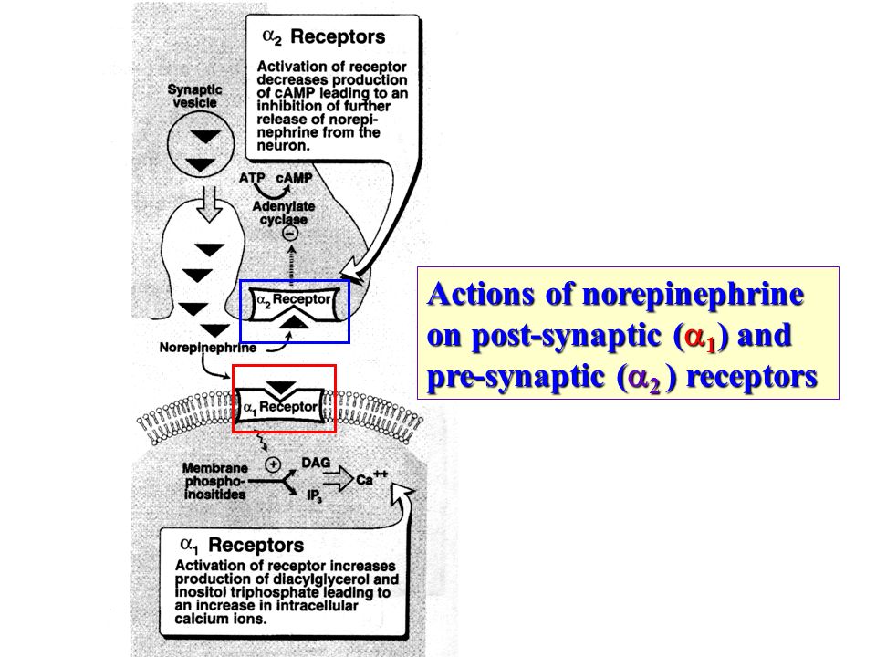 Actions of norepinephrine on post-synaptic (  1 ) and pre-synaptic (  2 ) receptors