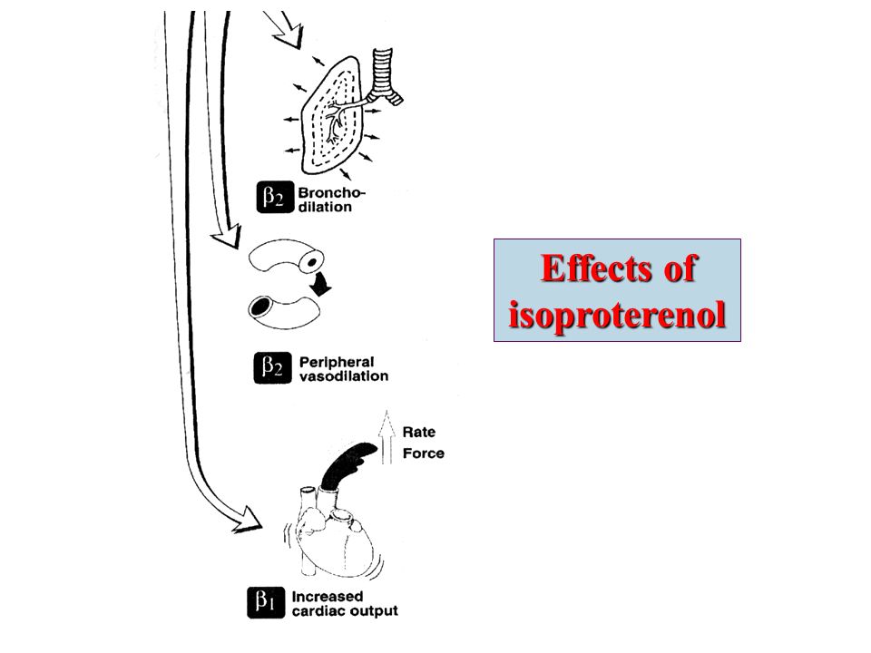 Effects of isoproterenol