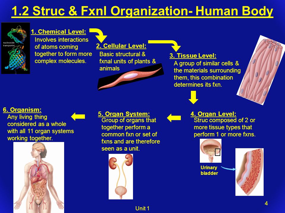 human body complex organism
