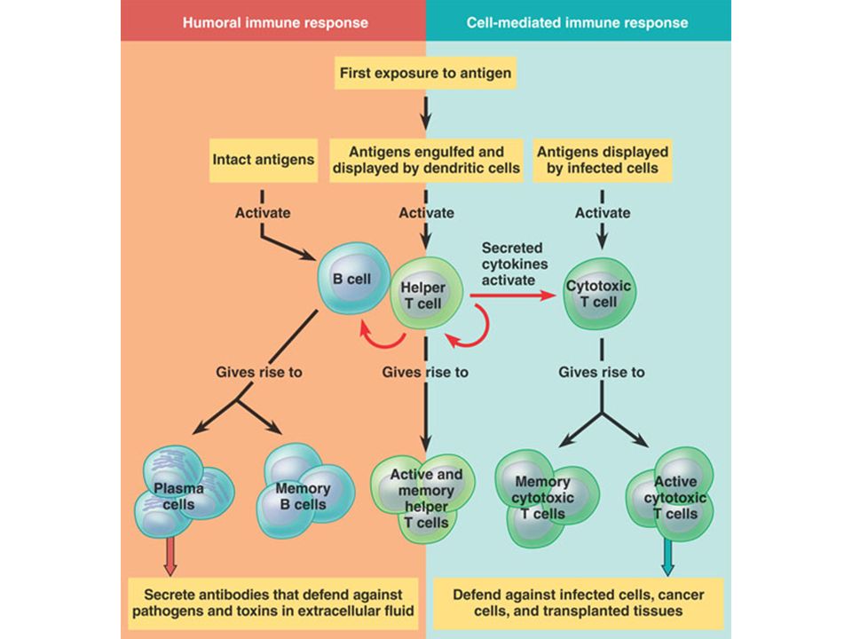 cell mediated immunity ppt video online download cell mediated response