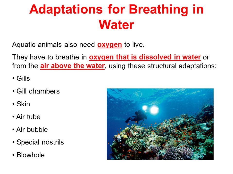 2 nd July 09 (Thur). Lesson Objective At the end of the lesson, pupils are  able to: Show awareness of animals' adaptations for breathing in water. -  ppt download