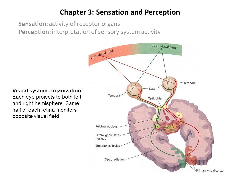 vision is a psychological sensation visual sensation process