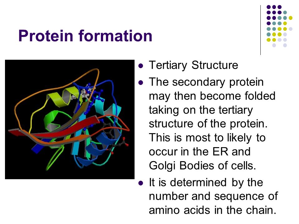 Protein formation Tertiary Structure The secondary protein may then become folded taking on the tertiary structure of the protein.