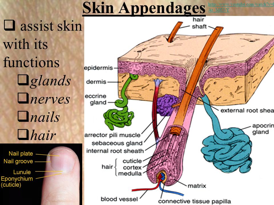 Ch. 4 Integumentary System: The Skin and Its Parts. - ppt download