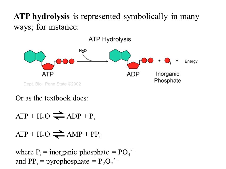 ATP hydrolysis is represented symbolically in many ways; for instance: Or as the textbook does: ATP + H 2 O ADP + P i ATP + H 2 O AMP + PP i where P i = inorganic phosphate = PO 4 3– and PP i = pyrophosphate = P 2 O 7 4–