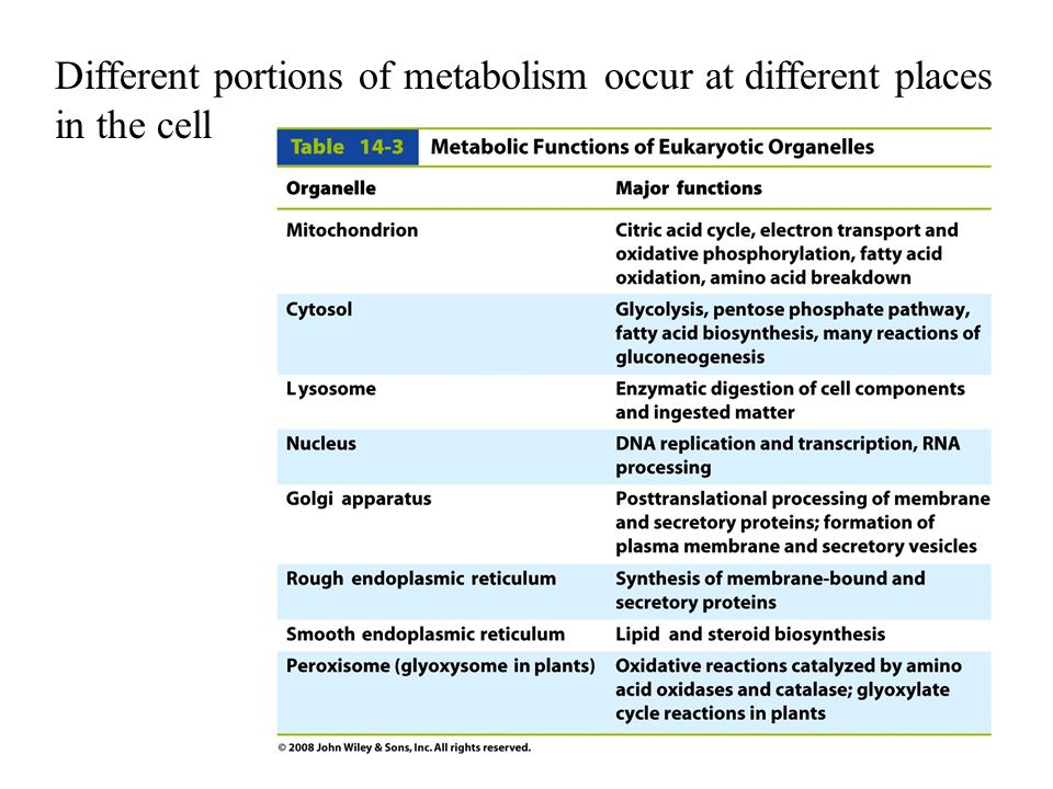 Different portions of metabolism occur at different places in the cell