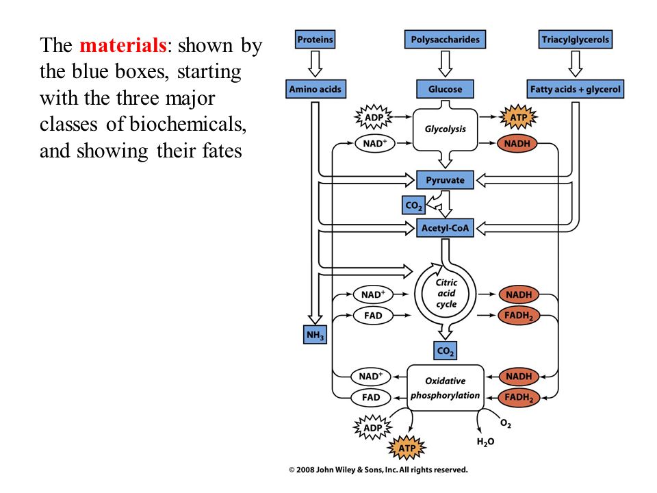 The materials: shown by the blue boxes, starting with the three major classes of biochemicals, and showing their fates